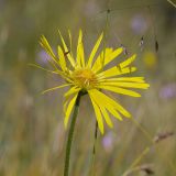 Doronicum turkestanicum