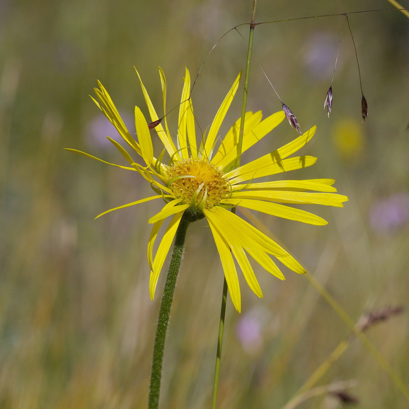 Изображение особи Doronicum turkestanicum.