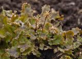 Marchantia polymorpha. Таллом с подсыхающими женскими подставками. Пермский край, г. Пермь, Кировский р-н, садовый участок, сорное. 16 октября 2017 г.