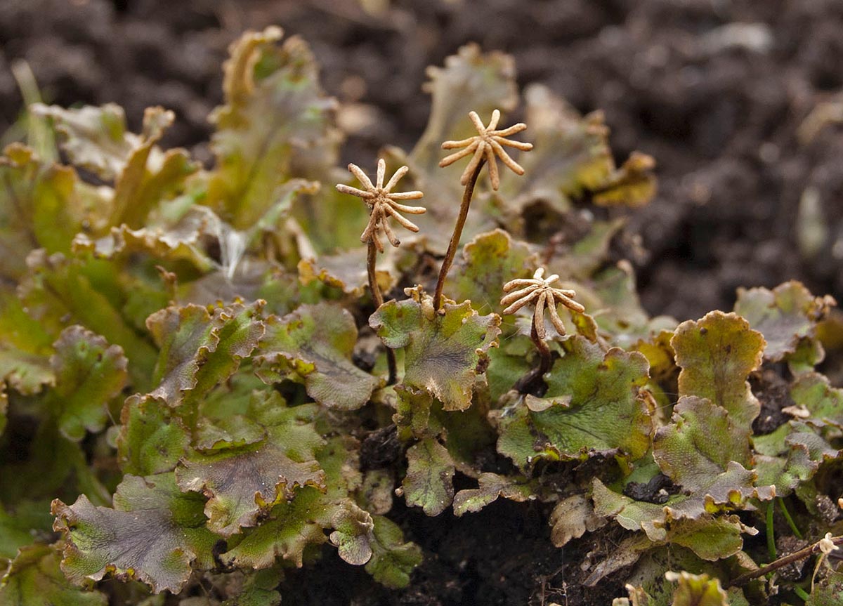 Изображение особи Marchantia polymorpha.