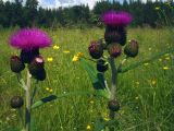 Cirsium heterophyllum