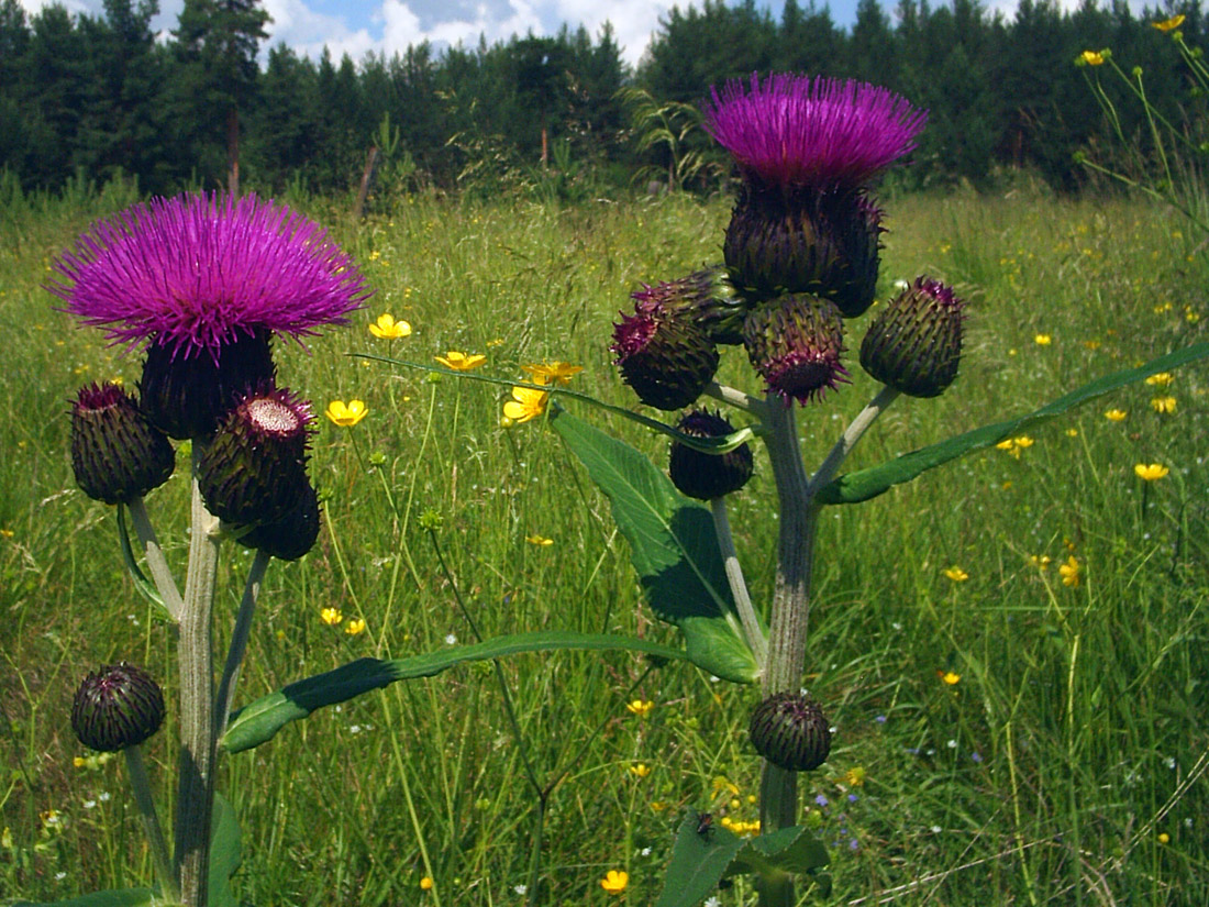 Изображение особи Cirsium heterophyllum.