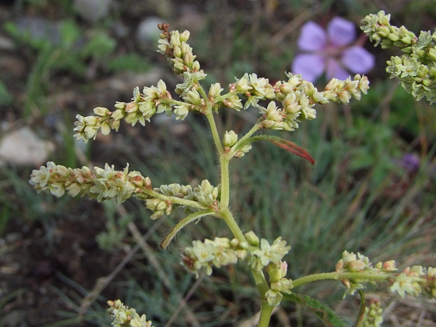 Image of Aconogonon ocreatum var. laxmannii specimen.