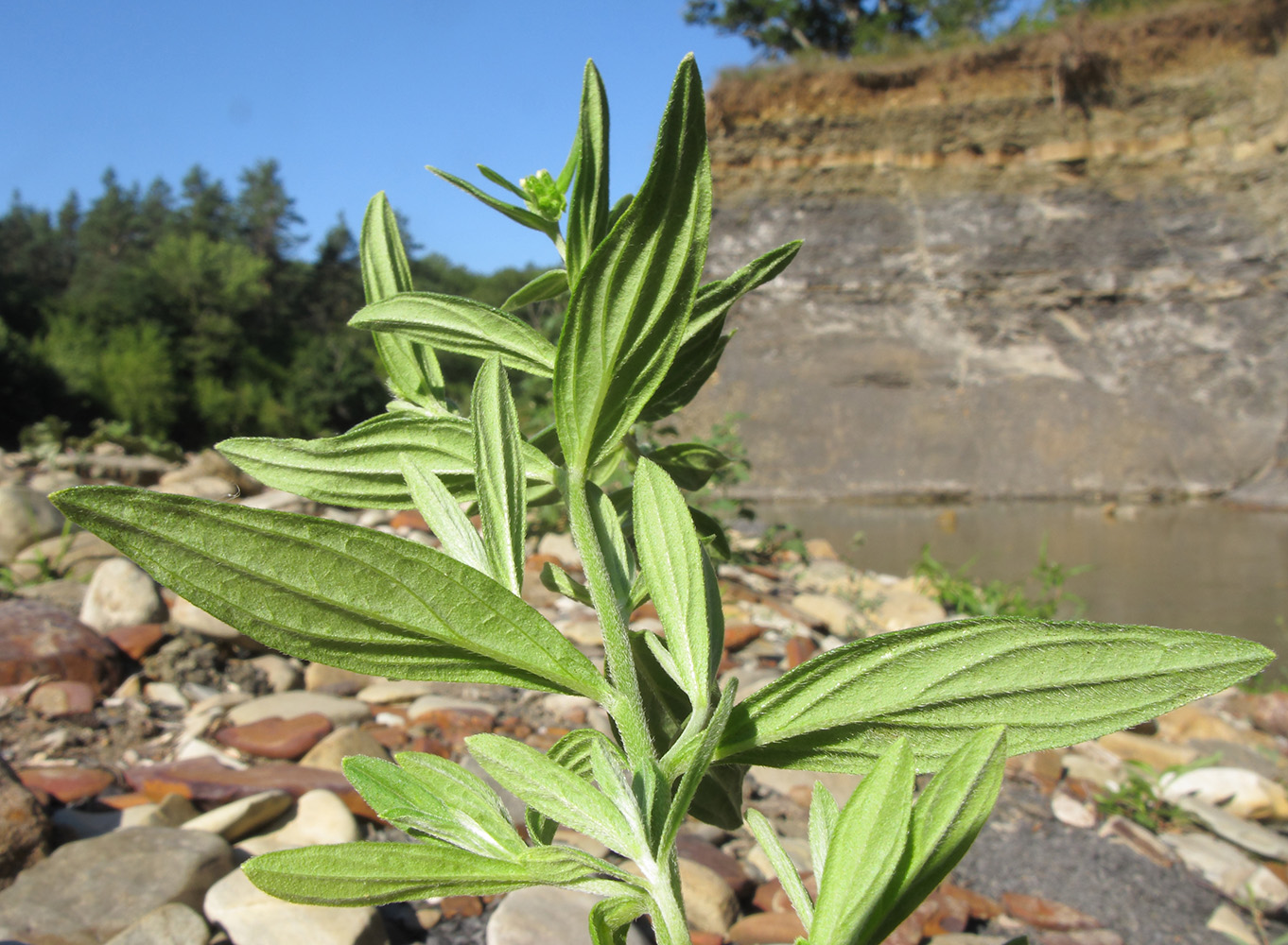 Изображение особи Lithospermum officinale.