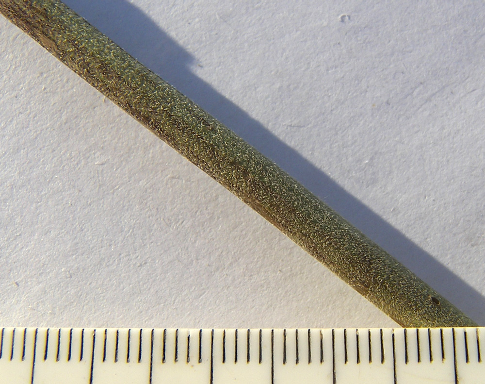 Image of Pimpinella saxifraga specimen.