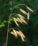 Bromus