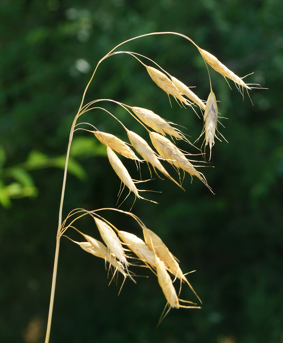 Изображение особи род Bromus.