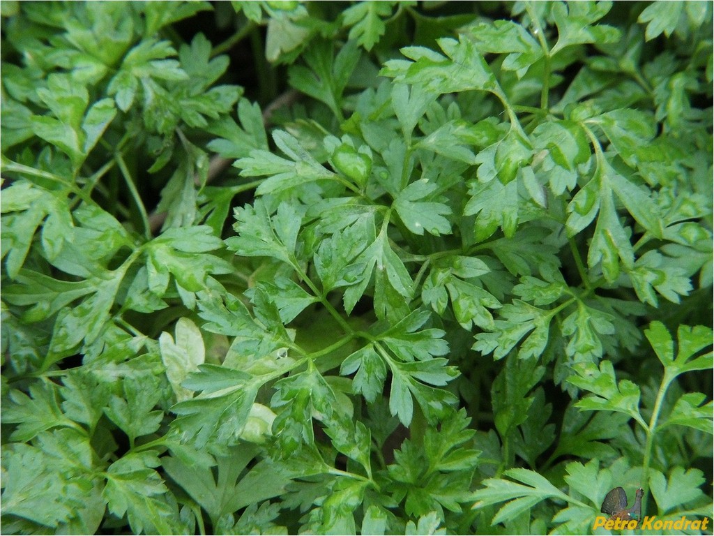 Image of familia Apiaceae specimen.