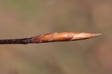 Fagus sylvatica. Верхушка побега с почкой. Санкт-Петербург, Дудергофские высоты, широколиственный лес. 03.05.2010.