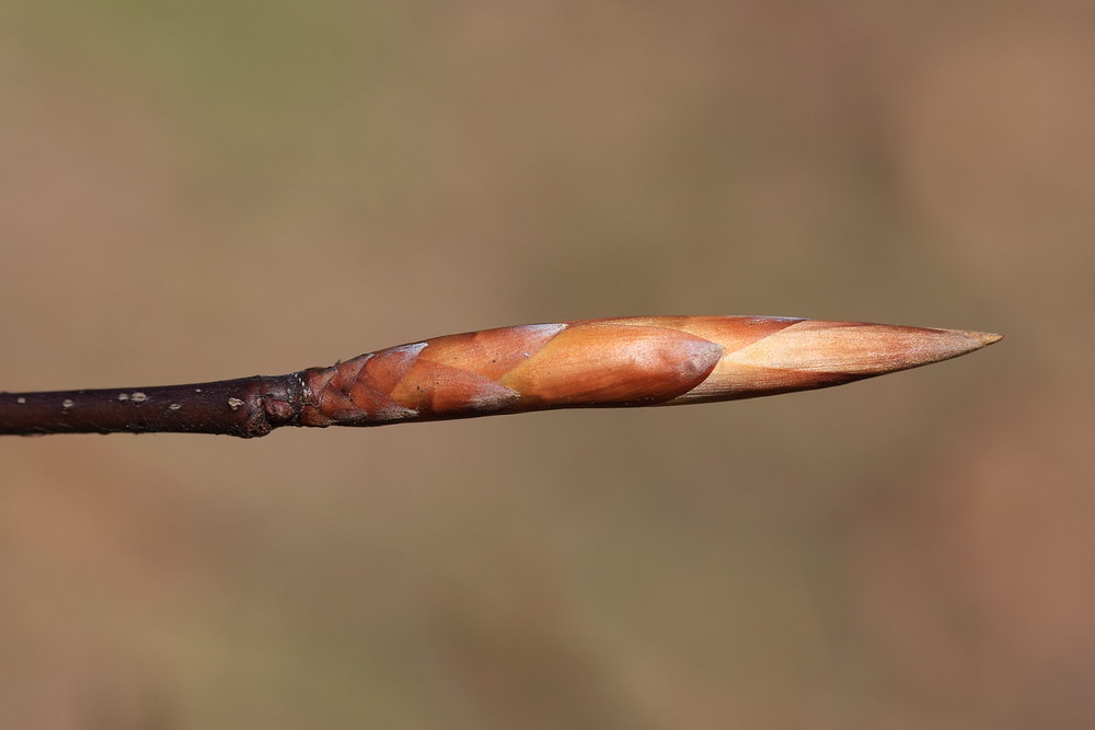 Изображение особи Fagus sylvatica.