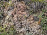 Orostachys spinosa. Заросли растений в разных фазах развития (в т.ч. справа - расцветающее). Иркутская обл., Иркутский р-н, пос. Листвянка, береговой склон к Байкалу. 27.07.2017.