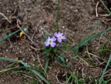 Dontostemon perennis