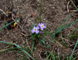 Dontostemon perennis. Цветущее растение. Монголия, аймак Уверхангай, восточные отроги хребта Хангай, верховья р. Улаан-Гол, ≈ 2000 м н.у.м., песчаный берег реки. 03.06.2017.