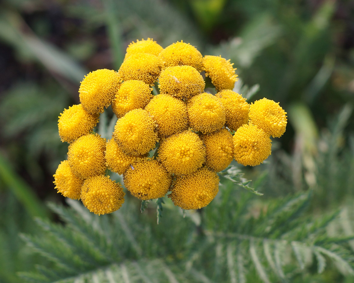 Image of Tanacetum boreale specimen.