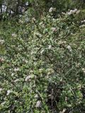 Ceanothus decornutus