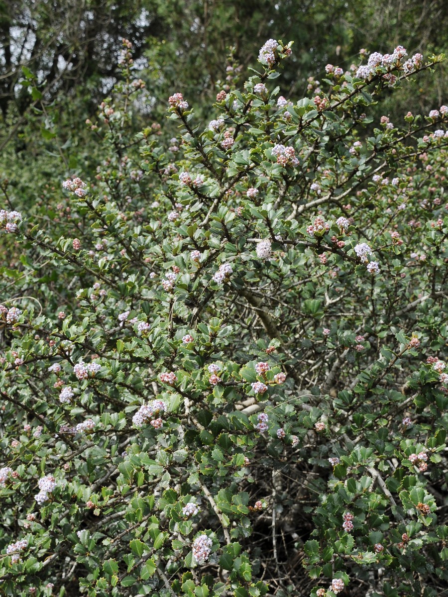 Изображение особи Ceanothus decornutus.