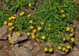 Potentilla ruprechtii