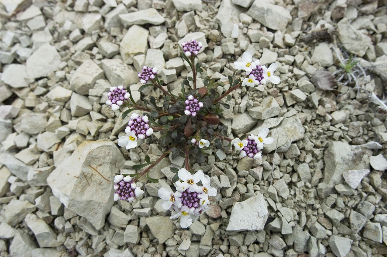 Изображение особи Iberis simplex.