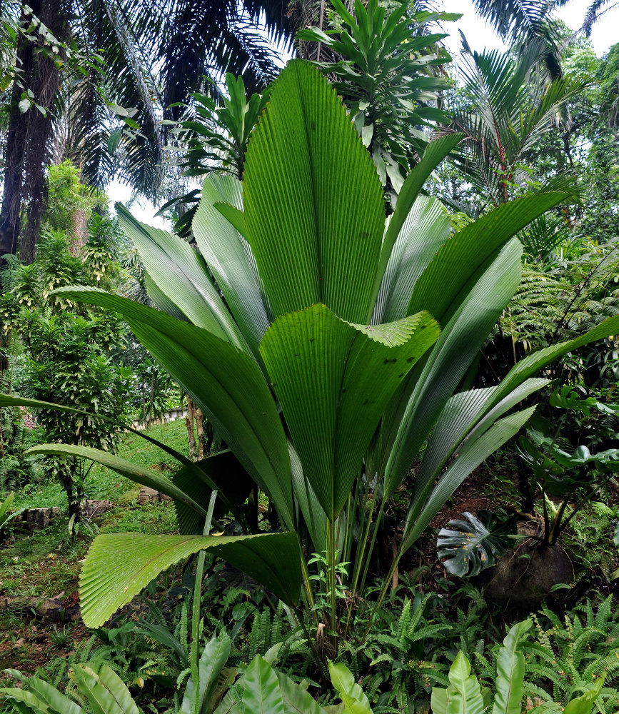 Image of Johannesteijsmannia altifrons specimen.