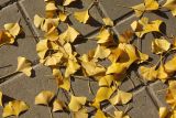 Ginkgo biloba