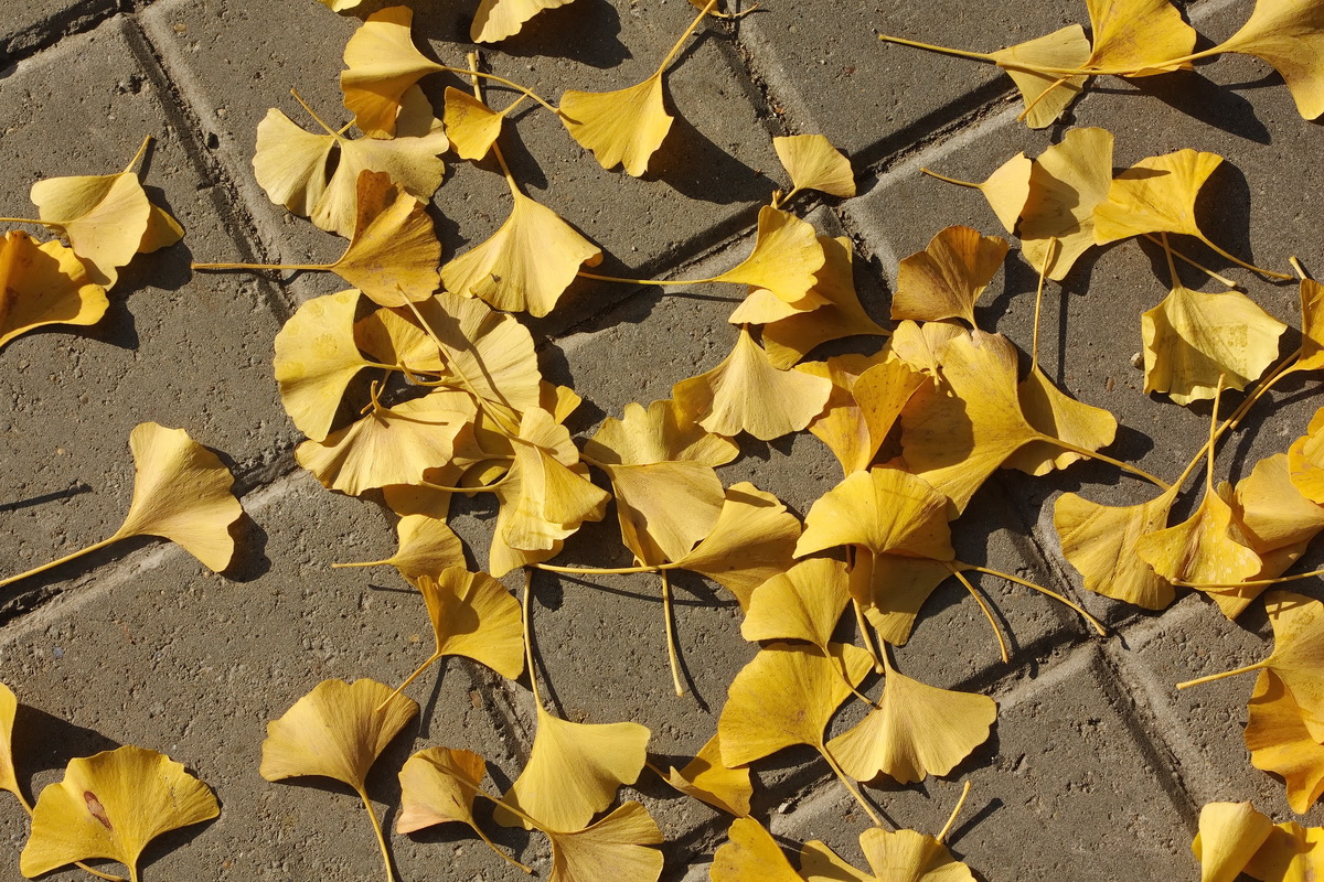 Image of Ginkgo biloba specimen.