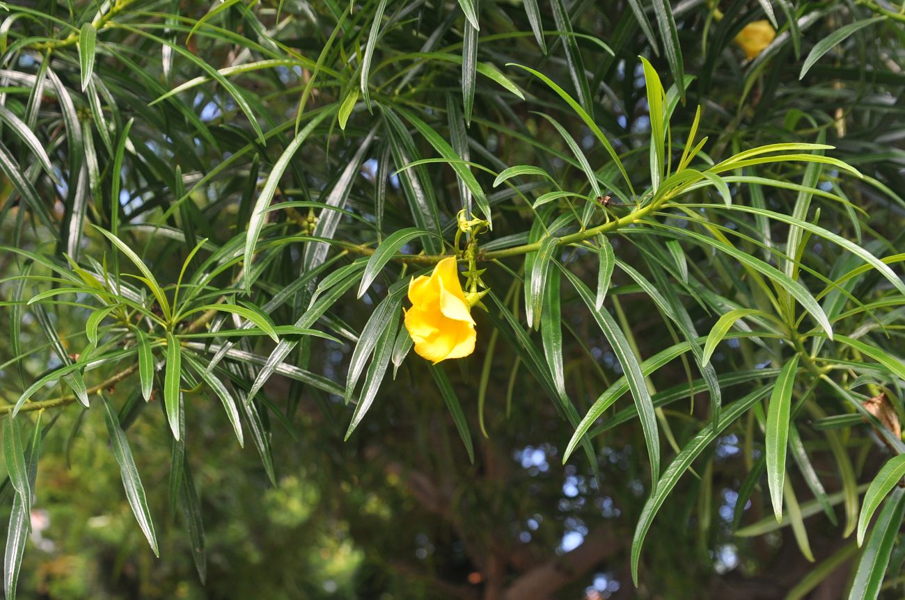 Image of Thevetia peruviana specimen.