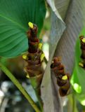 Calathea lutea. Соцветия. Малайзия, о-в Калимантан, г. Кучинг, в культуре. 12.05.2017.