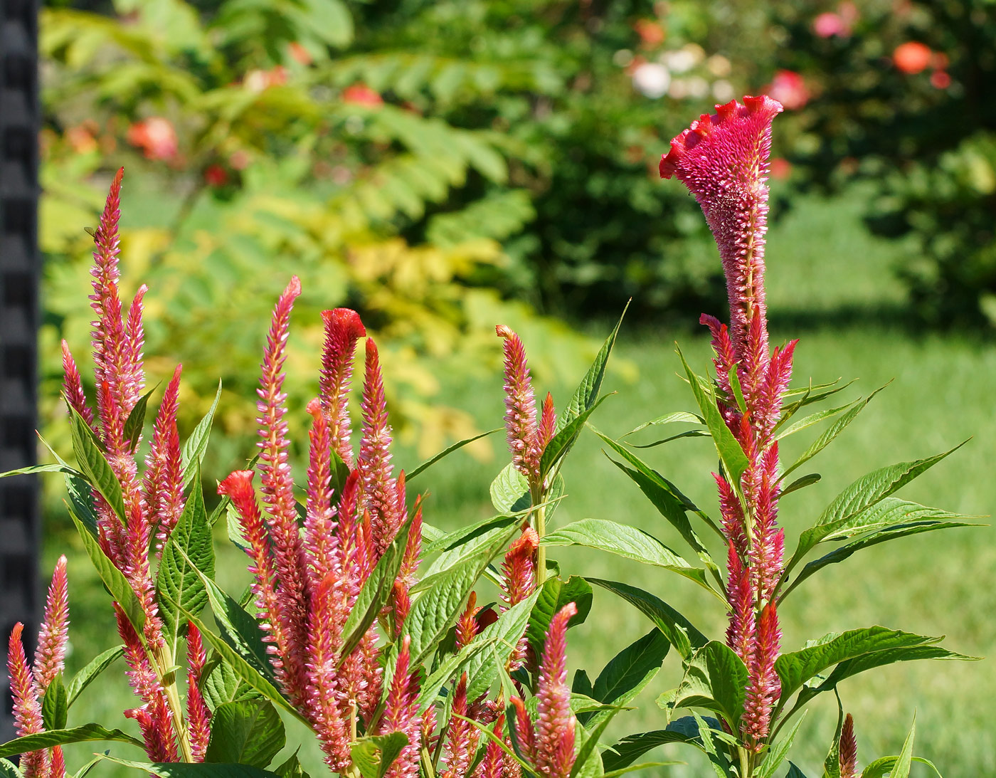 Изображение особи Celosia cristata.