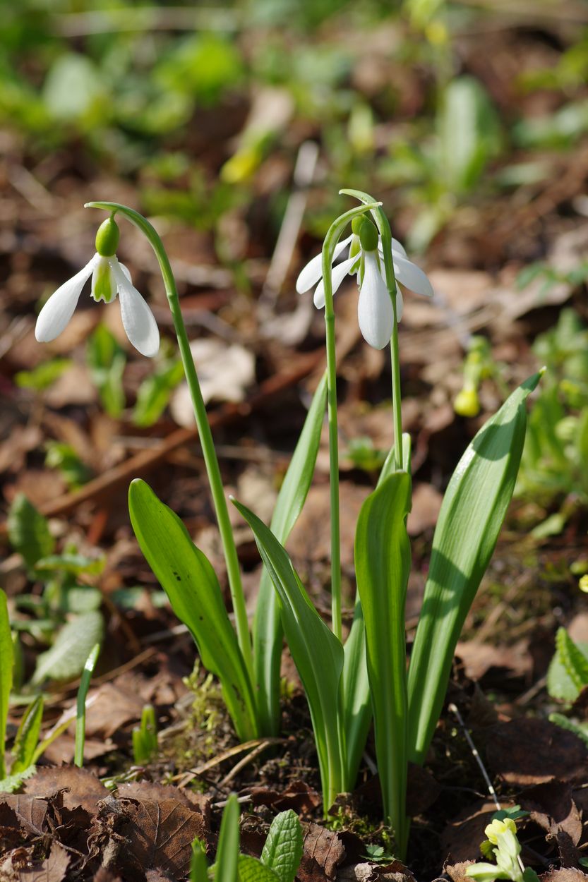 Изображение особи Galanthus plicatus.