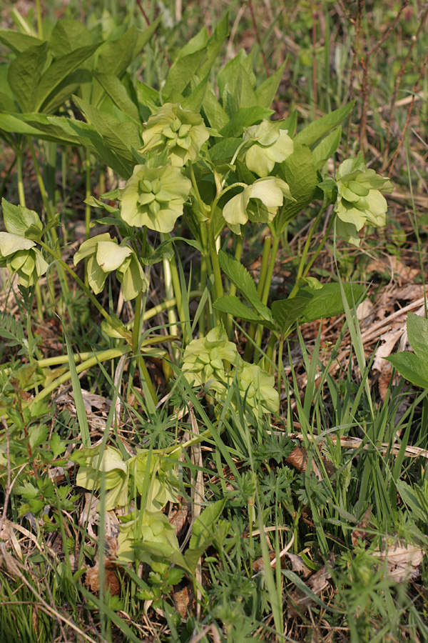 Изображение особи Helleborus caucasicus.