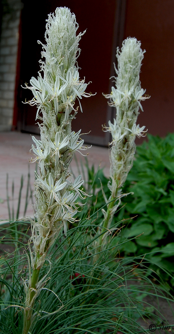 Изображение особи Asphodeline taurica.