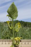 Aristolochia clematitis. Верхушка побега с соцветиями. Краснодарский край, Крымский р-н, окр. станицы Гладковская, разнотравный луг. 12.05.2018.