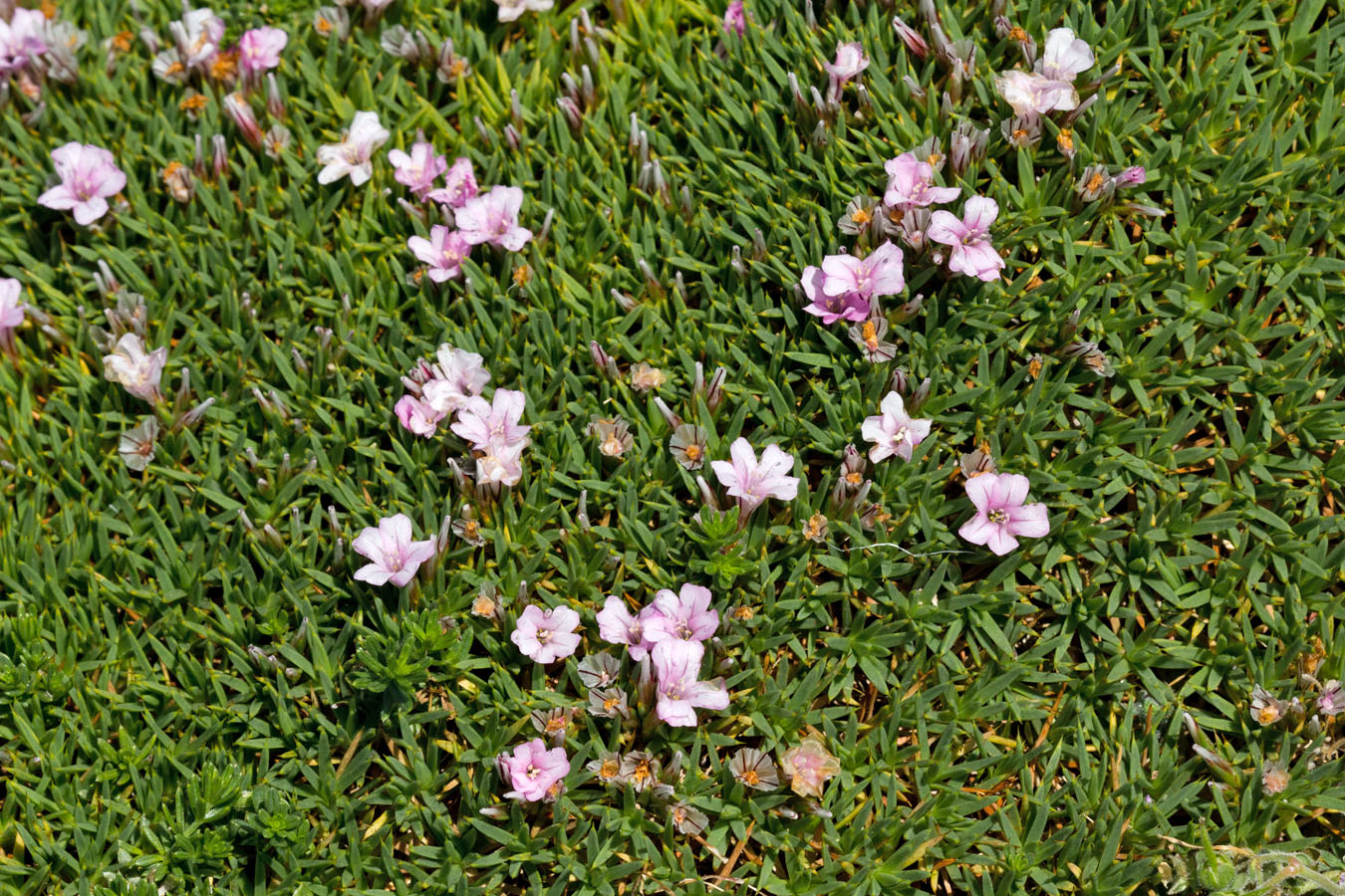 Image of Acantholimon ulicinum specimen.