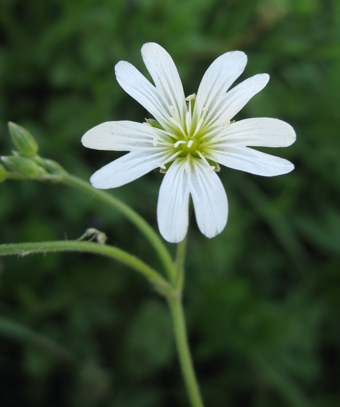 Image of Cerastium arvense specimen.