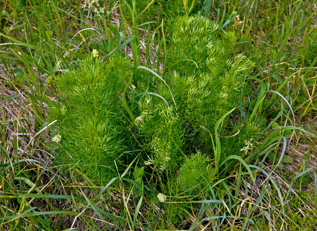 Image of Adonis vernalis specimen.