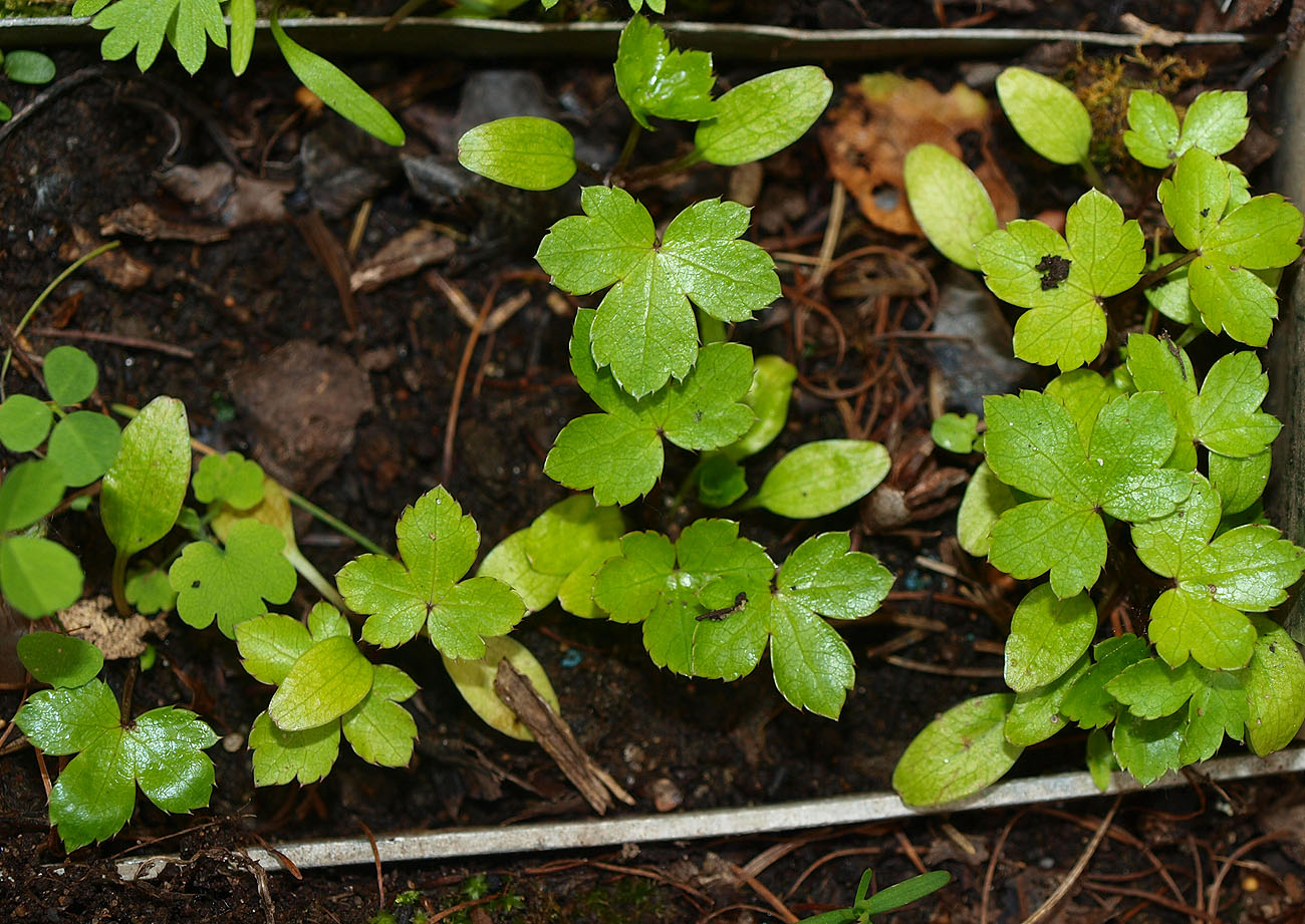 Image of Sanicula europaea specimen.