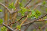 Crataegus chlorocarpa