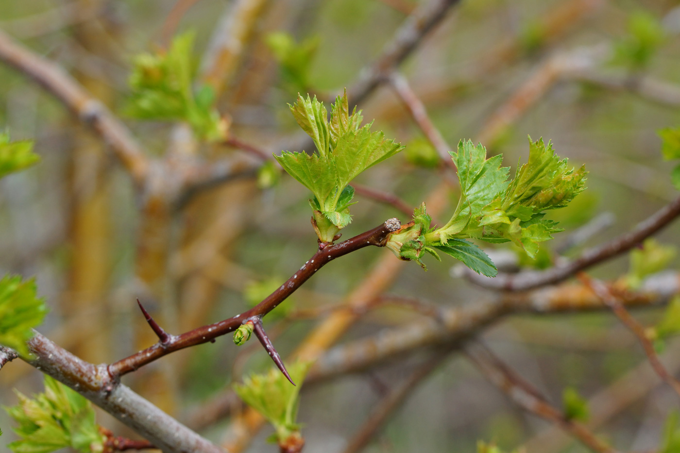 Изображение особи Crataegus chlorocarpa.