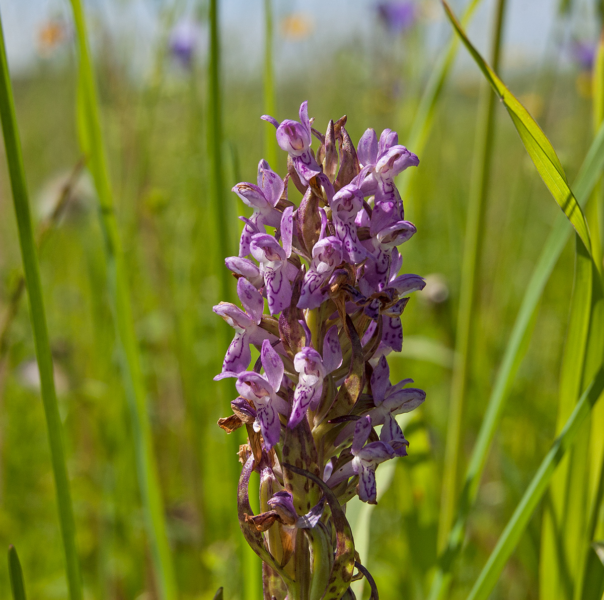 Изображение особи Dactylorhiza incarnata.