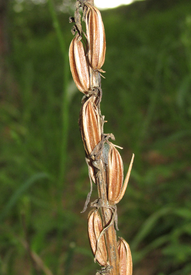 Изображение особи Platanthera chlorantha.