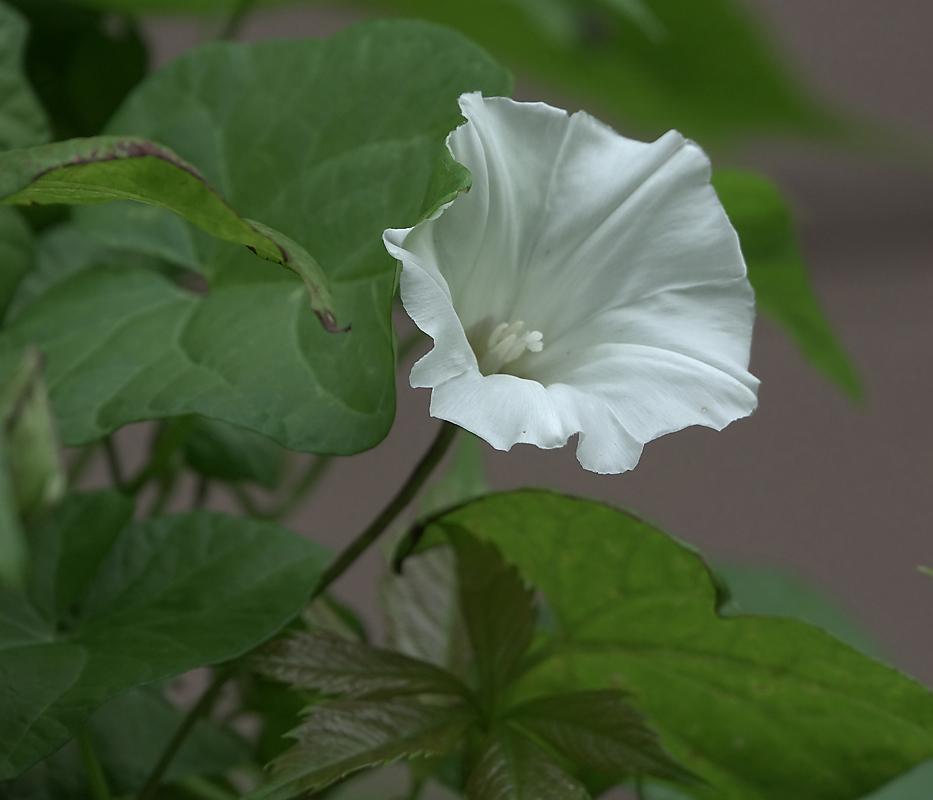 Изображение особи Calystegia sepium.