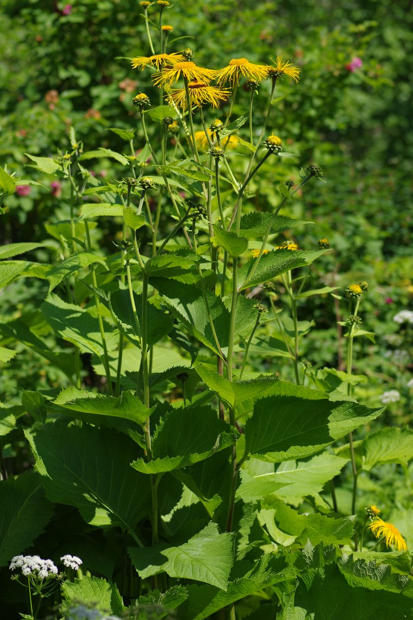 Изображение особи Telekia speciosa.