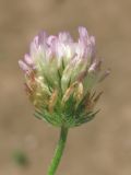 Trifolium echinatum. Соцветие. Крым, Севастополь, газон. 8 июля 2015 г.