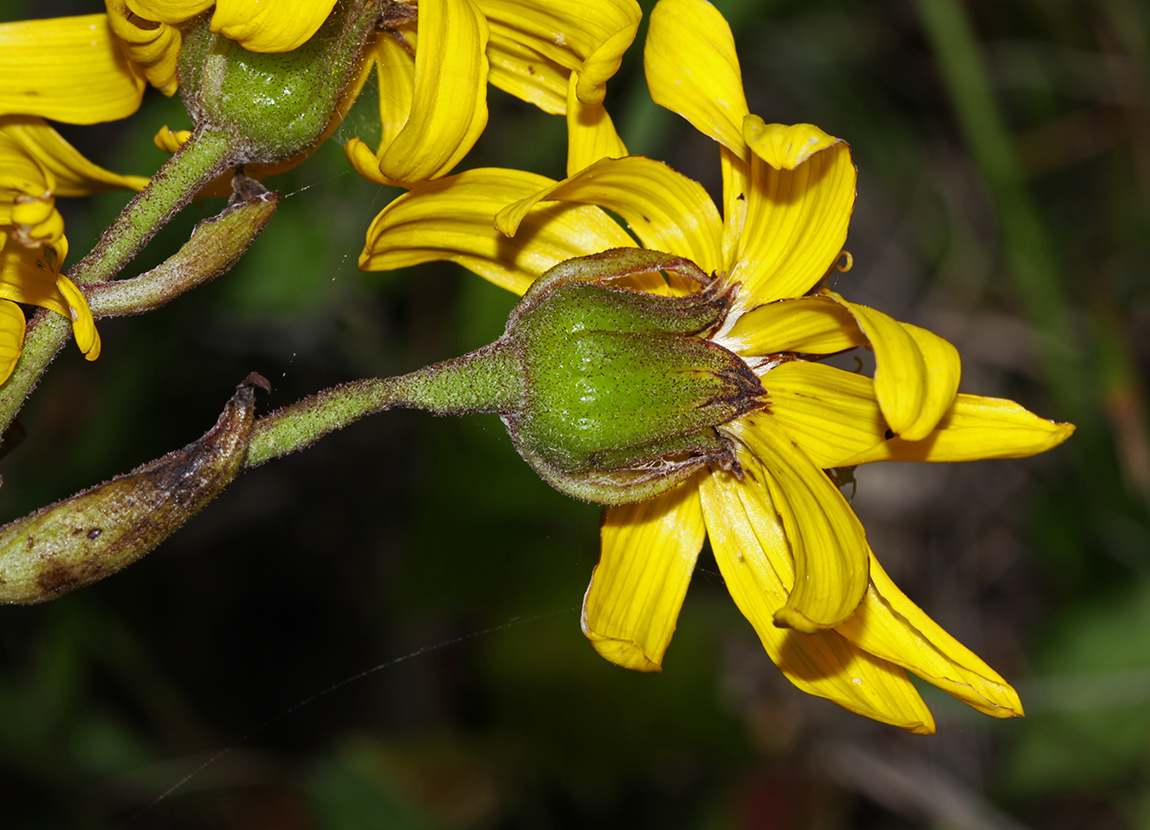 Image of Ligularia calthifolia specimen.