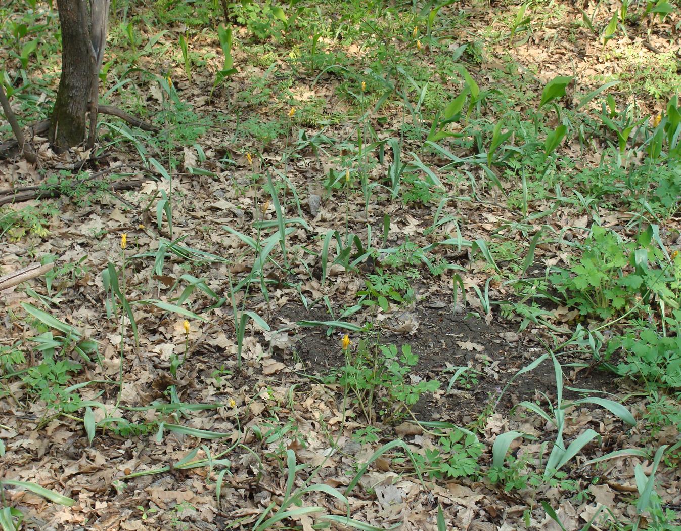 Изображение особи Tulipa biebersteiniana.