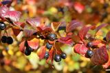 Cotoneaster lucidus. Ветка плодоносящего растения. Москва, Тёплый Стан, в живой изгороди. 11 октября 2018 г.