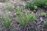 род Allium