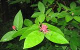 Calycanthus occidentalis. Ветвь цветущего растения. Крым, Южный берег, Никитский сад. 07.06.2010.