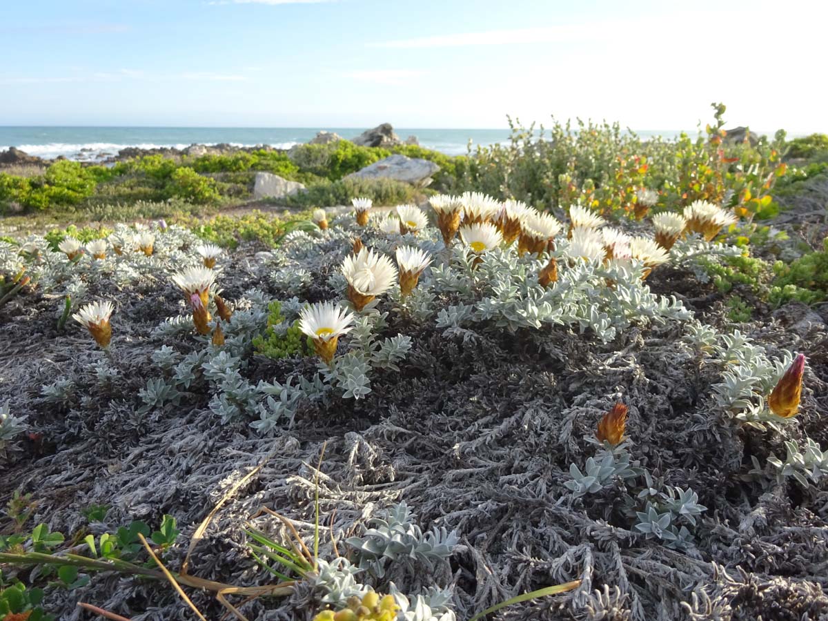 Изображение особи Helichrysum retortum.