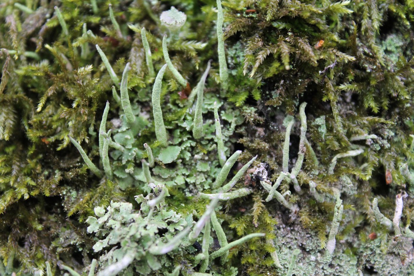Image of Cladonia macilenta var. bacillaris specimen.
